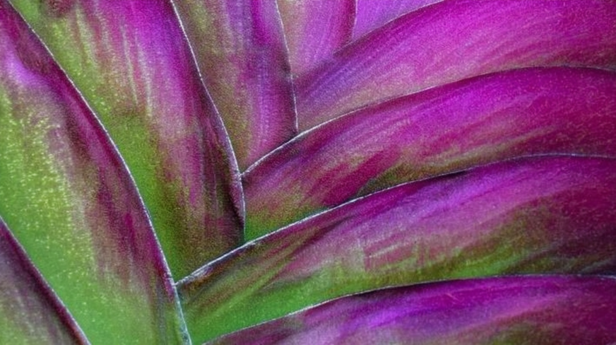 Gleaming Palms