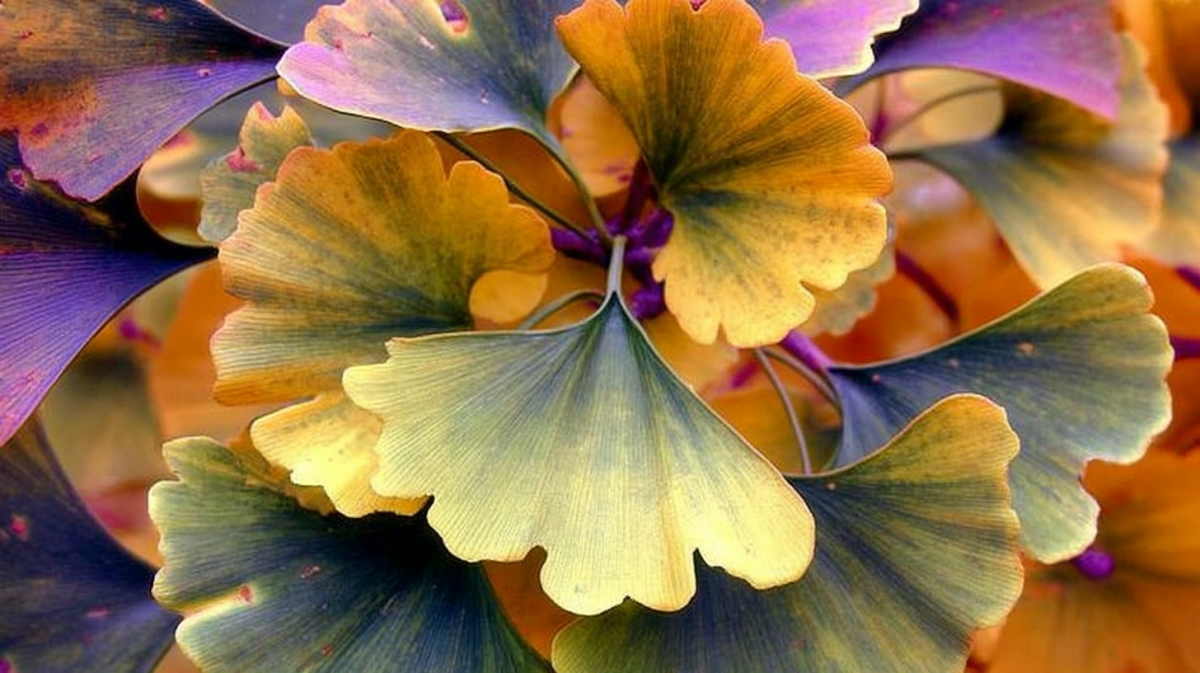 Ginkgo Whirl