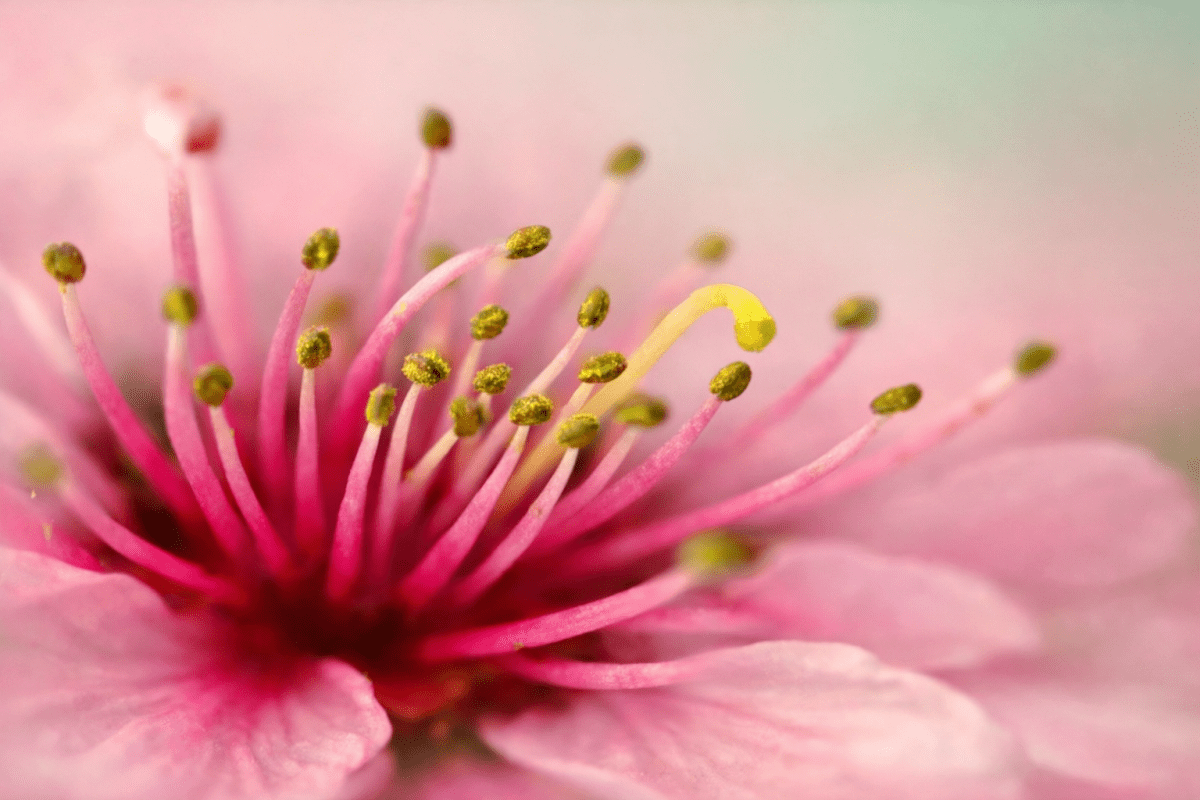 Petal Cascade