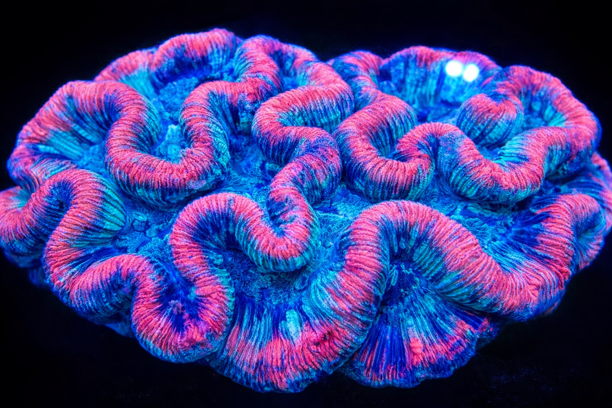 Twilight Coral Texture