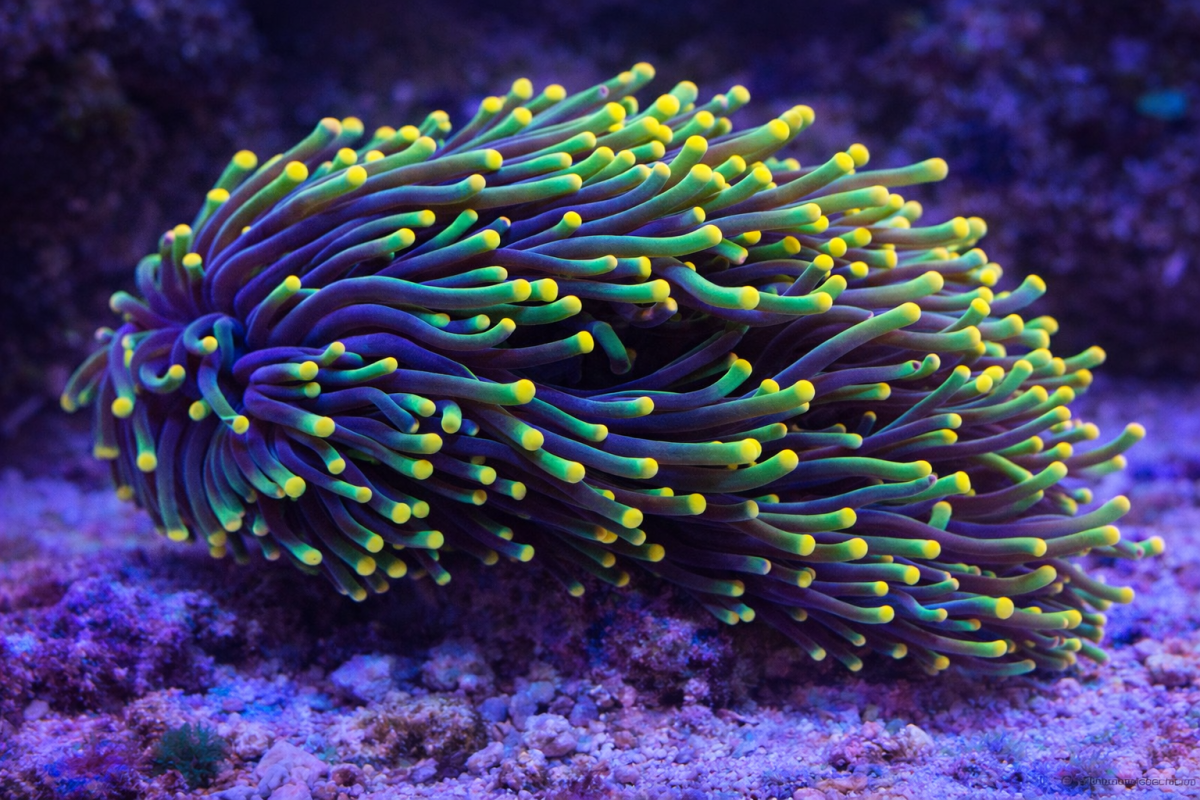 Verdant Anemone Tide