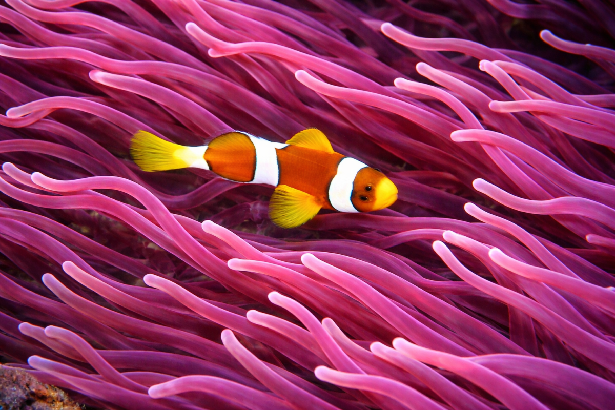 Coral Reef Enchantment
