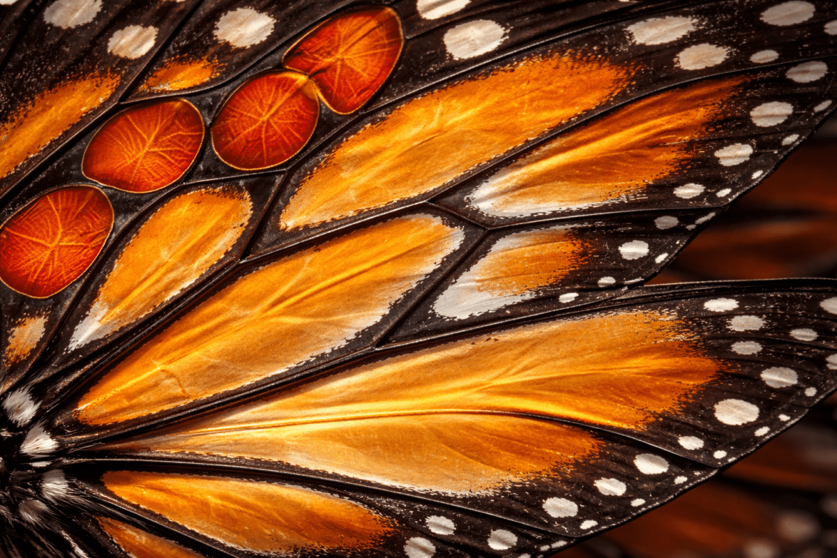 Fluttering Emberwing