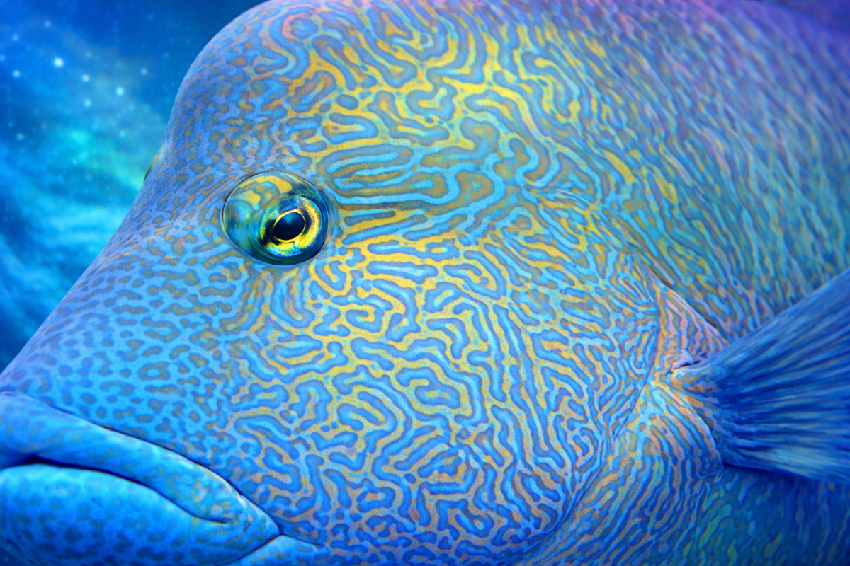 Coral Vein Ii
