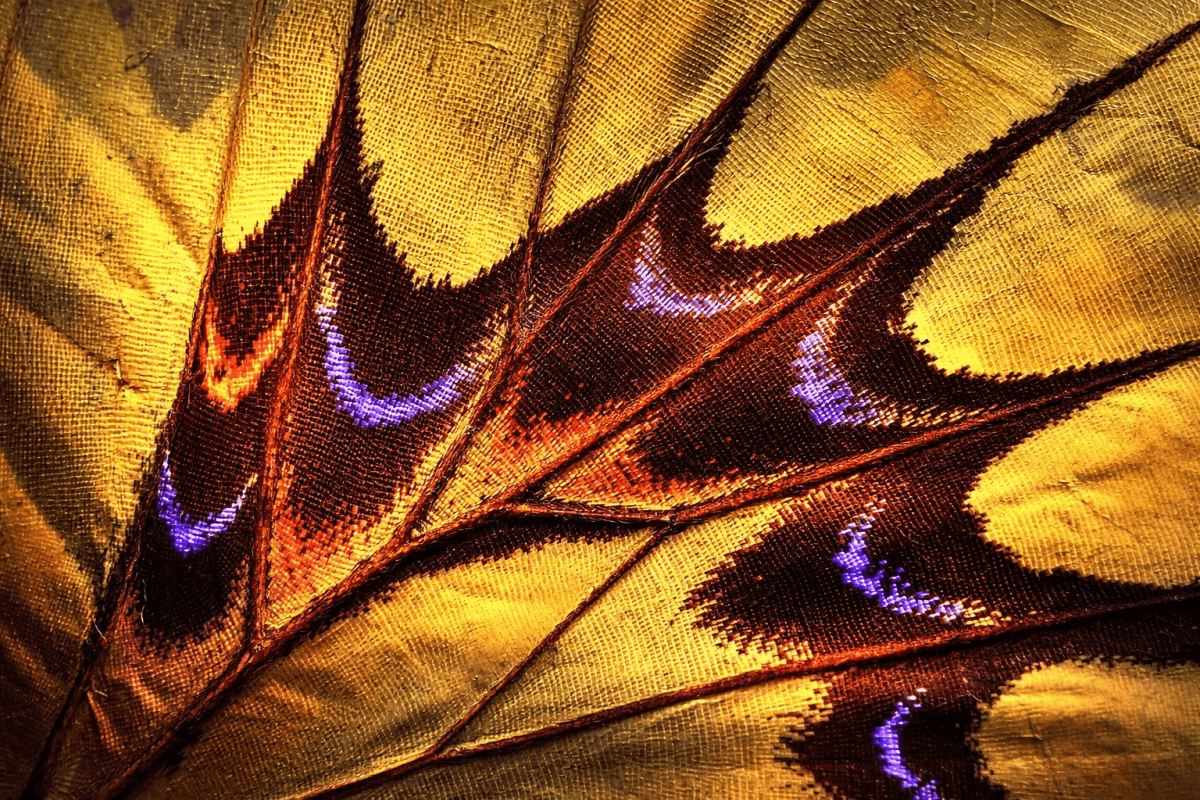 Iridescent Feathers Ii