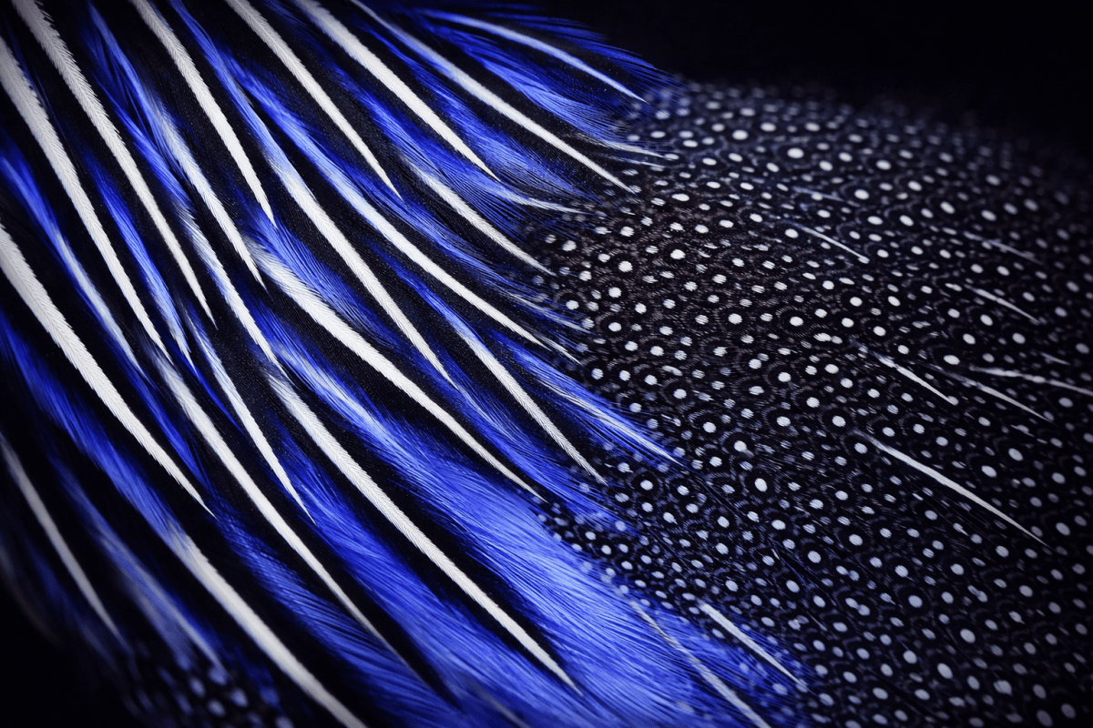 Feathered Twilight