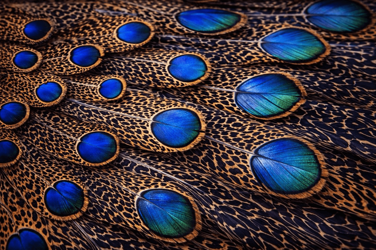 Iridescent Feather Mosaic