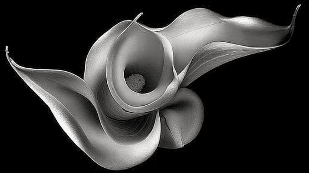 Curved Calla Embrace