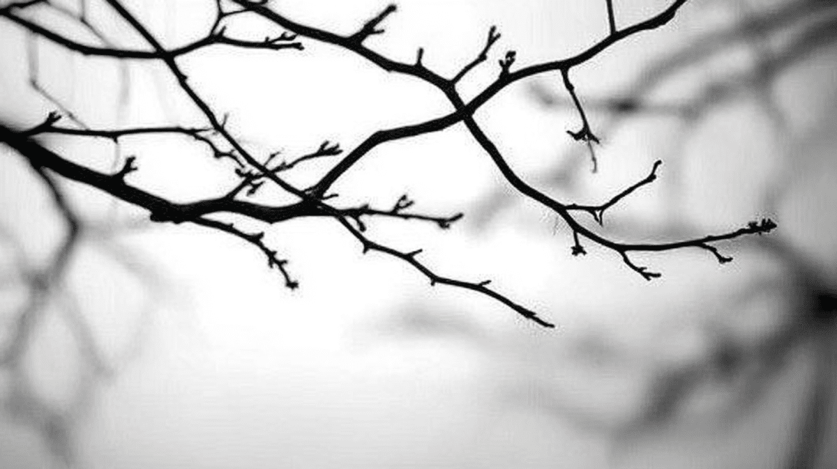 Barren Silhouette