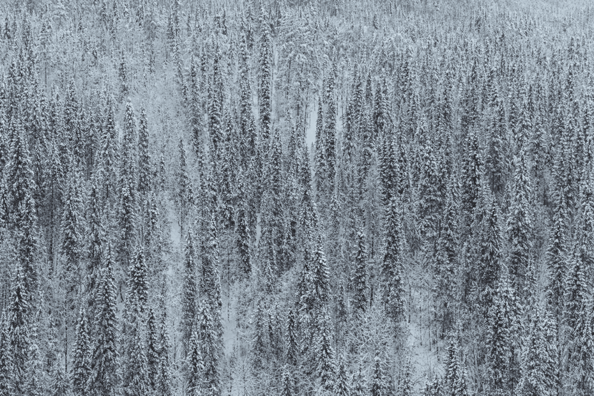 Frosted Pinescape