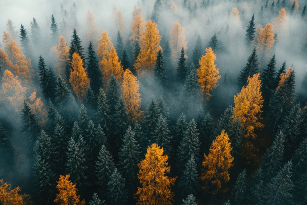 Foggy Ember Glade