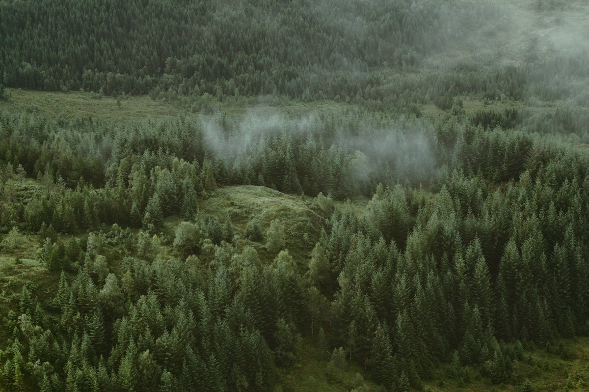 Misty Pinescape