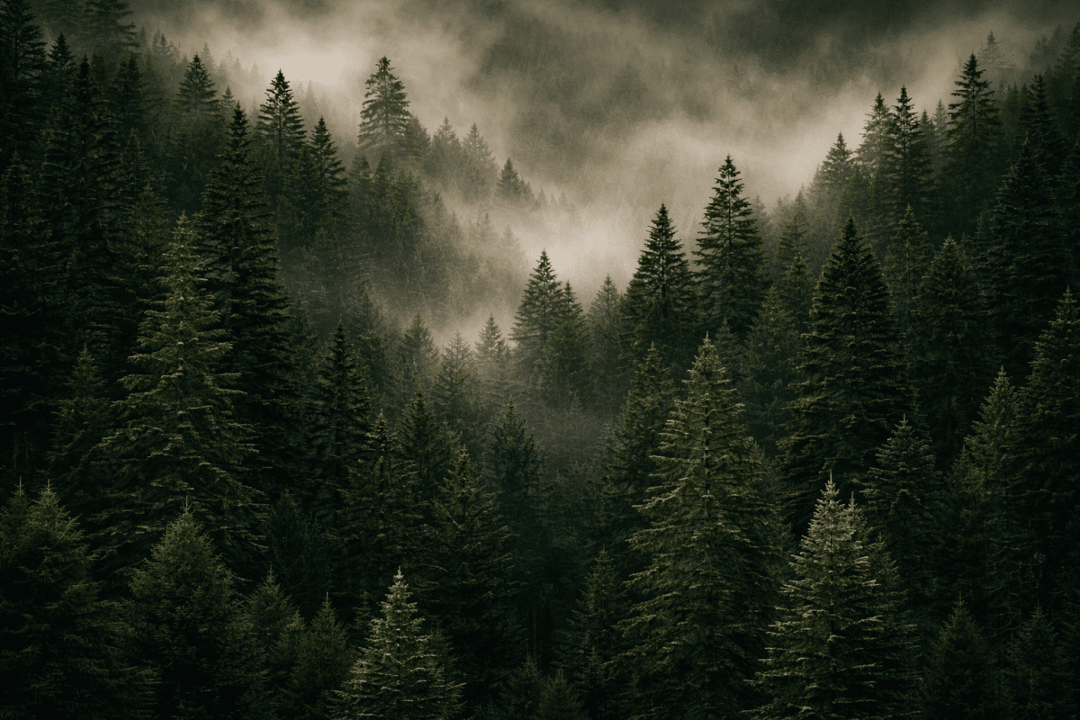 Whispering Canopy Ii