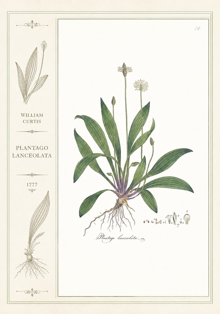 William Curtis Plantago Lanceolata I No2 - Poster