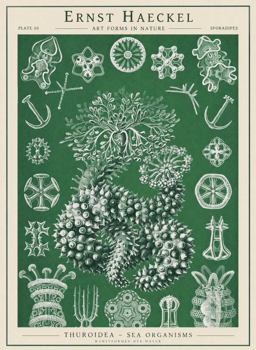 Ernst Haeckel Thuroidea - Sea Organisms No1 - Poster