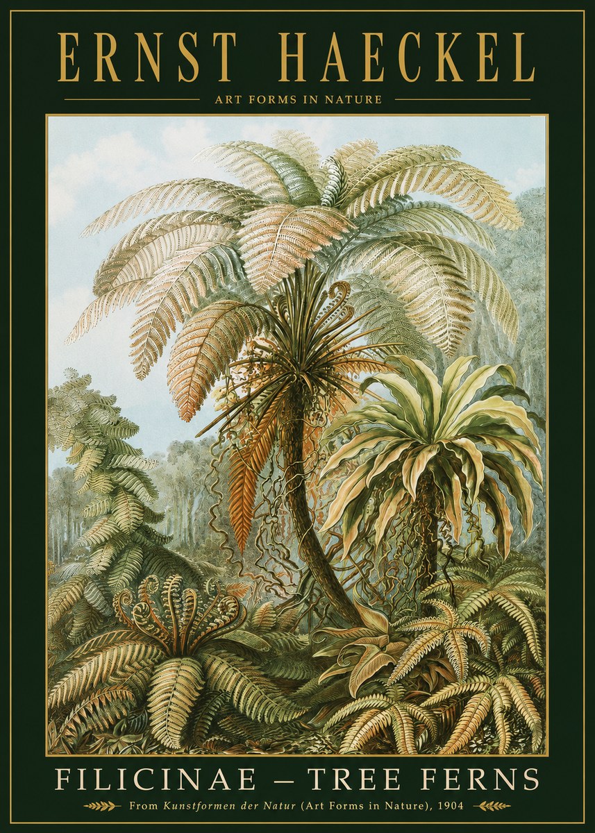 Ernst Haeckel Filicinae – Tree Ferns No2 - Poster