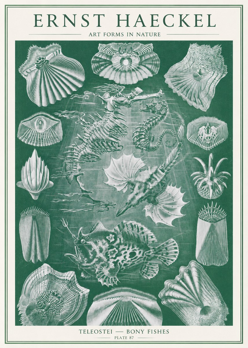 Ernst Haeckel Teleostei - Bony Fishes No2 - Poster