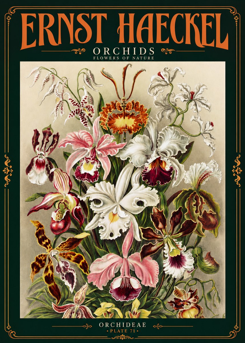 Ernst Haeckel Orchids No4 - Poster