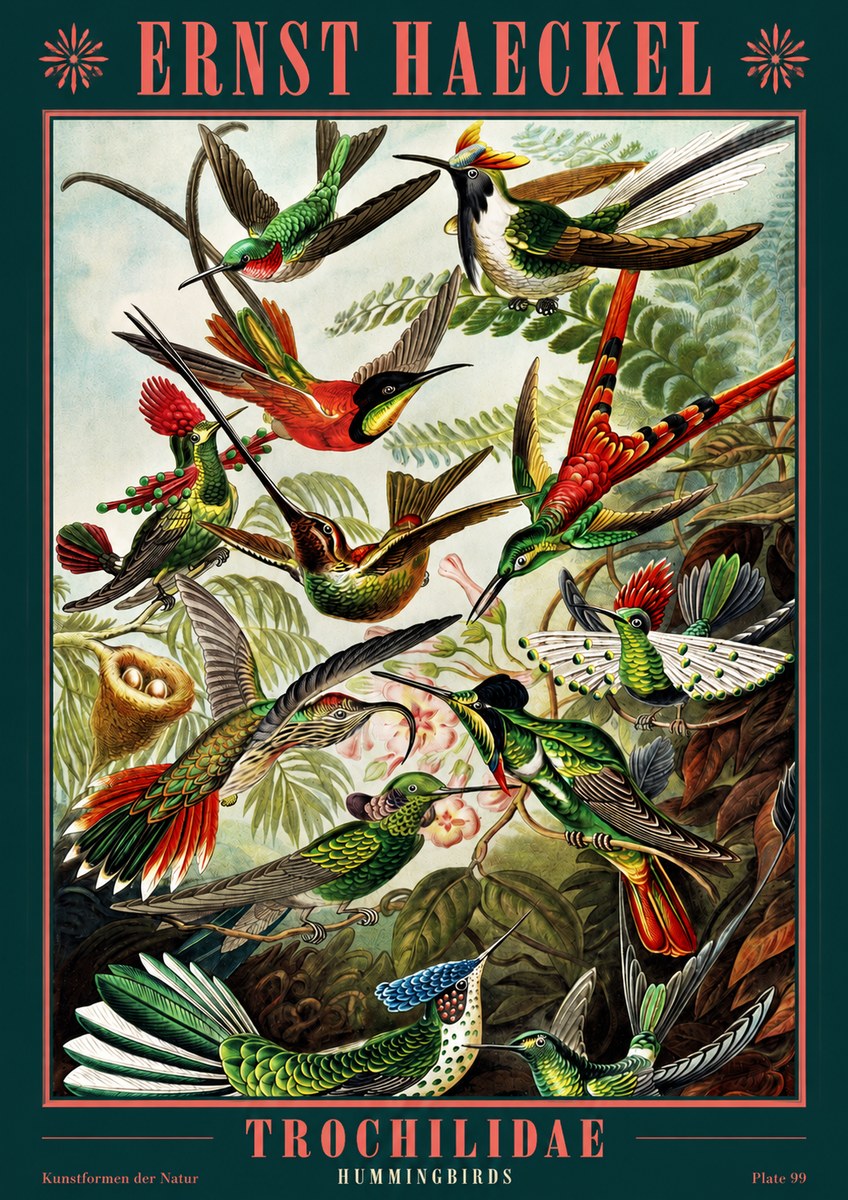 Ernst Haeckel Trochilidae - Hummingbirds No2 - Poster