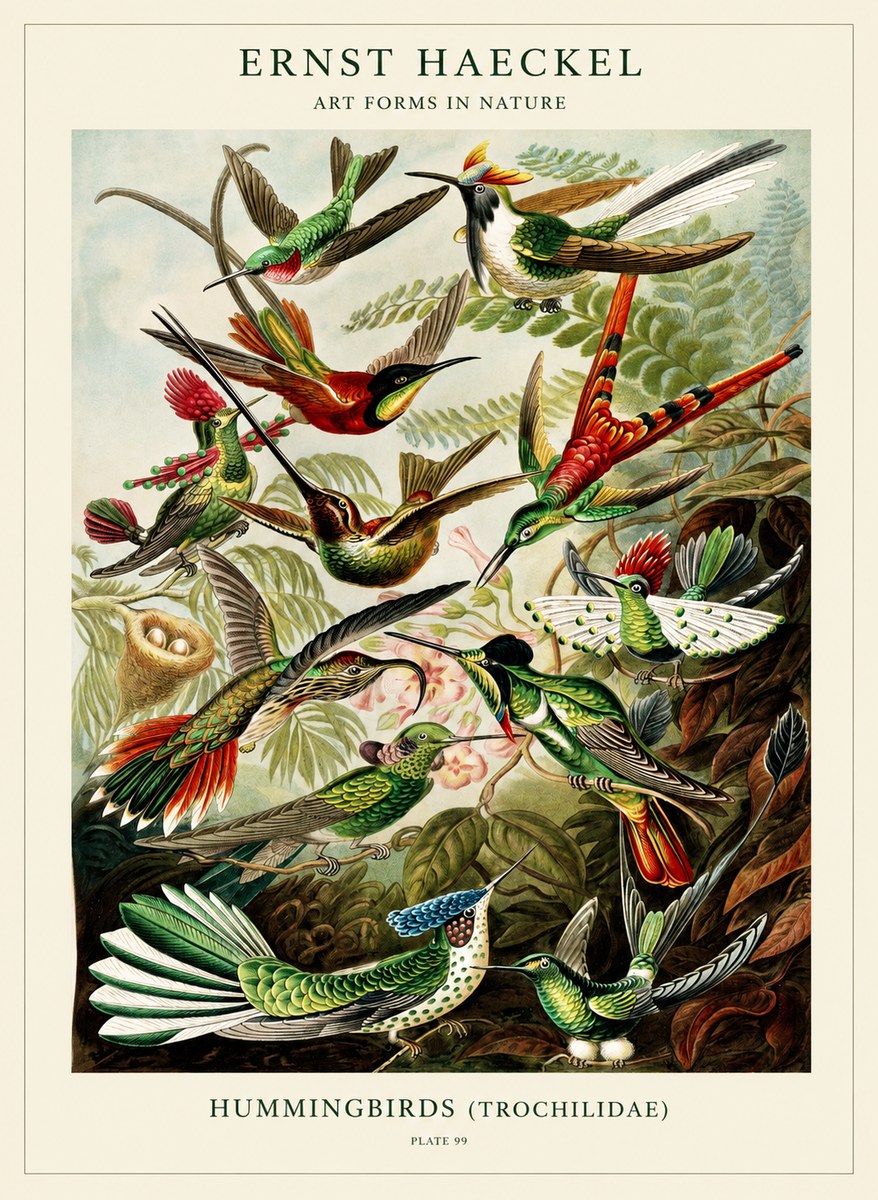 Ernst Haeckel Trochilidae - Hummingbirds No3 - Poster