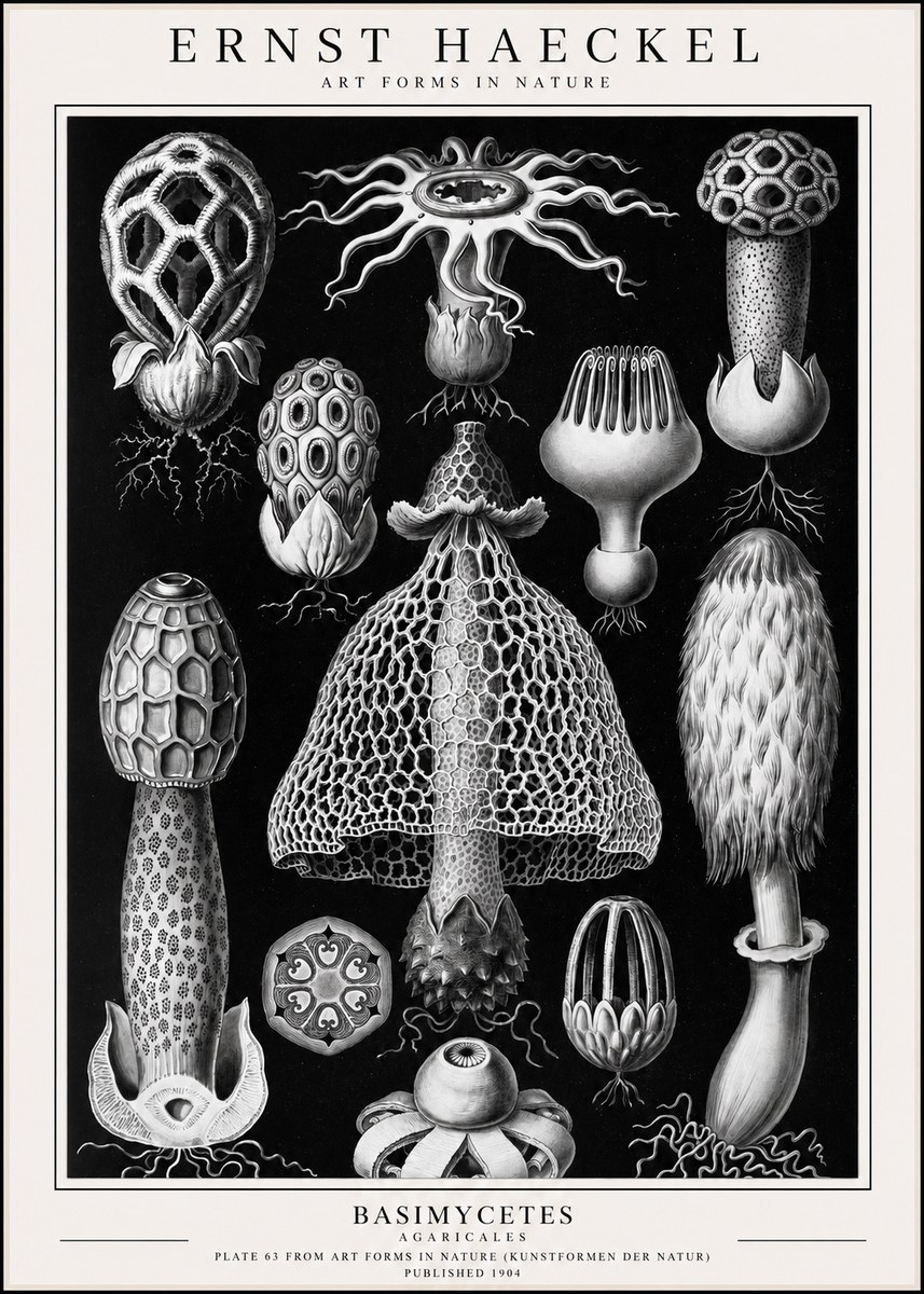 Ernst Haeckel Basimycetes Agaricales No1 - Poster