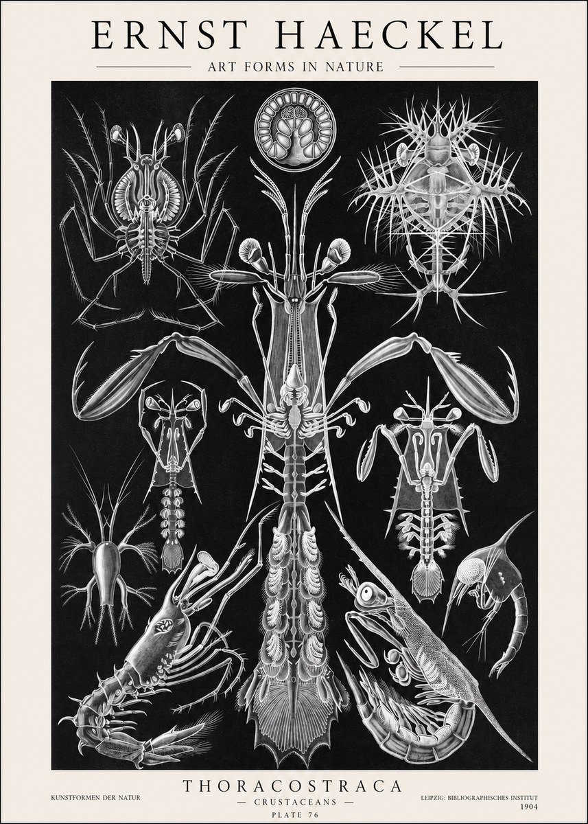 Ernst Haeckel Thoraocostraca - Crustaceans - Plate 76 No1 - Poster