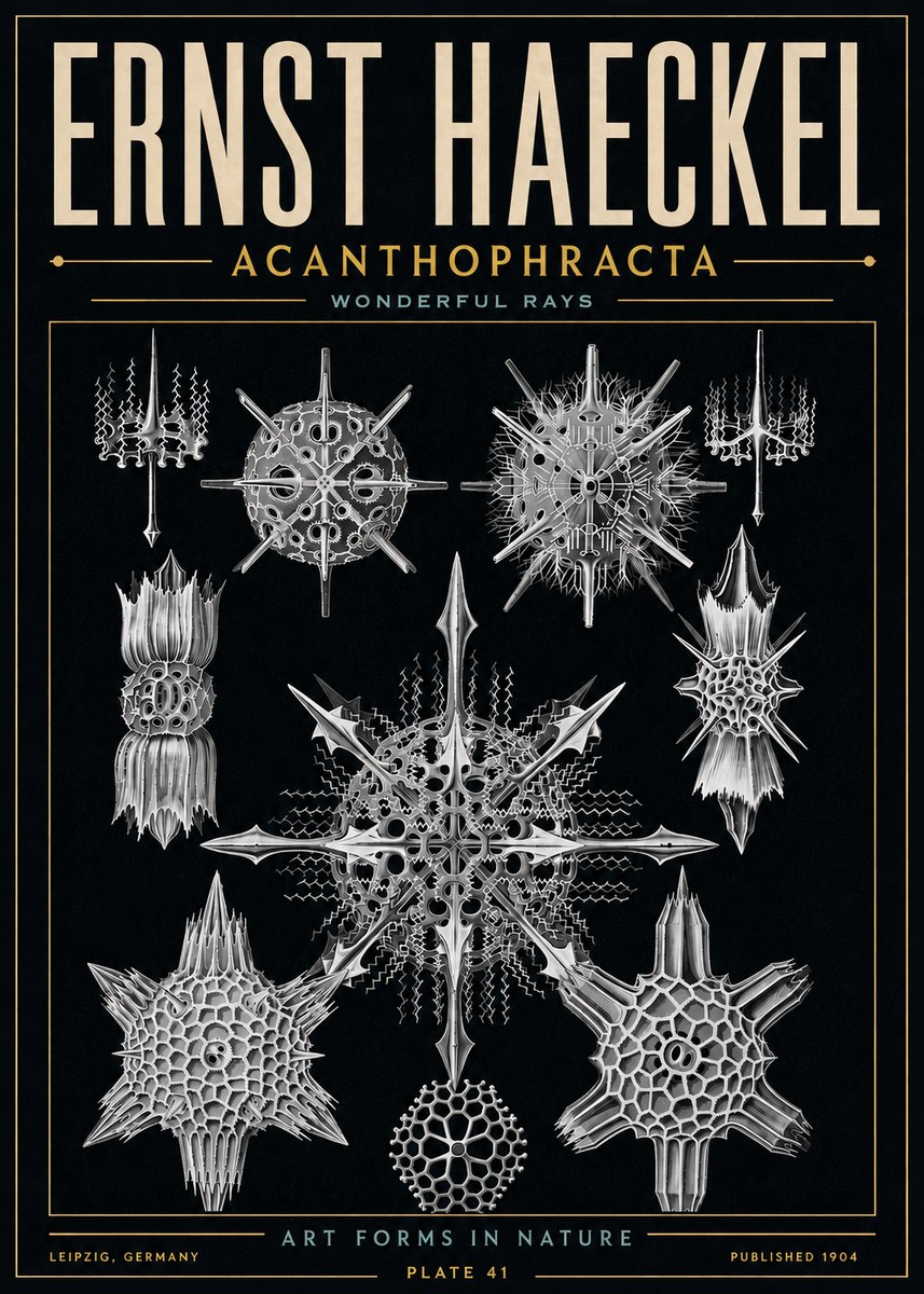 Ernst Haeckel Acanthophracta - Wonderful Rays No6 - Poster