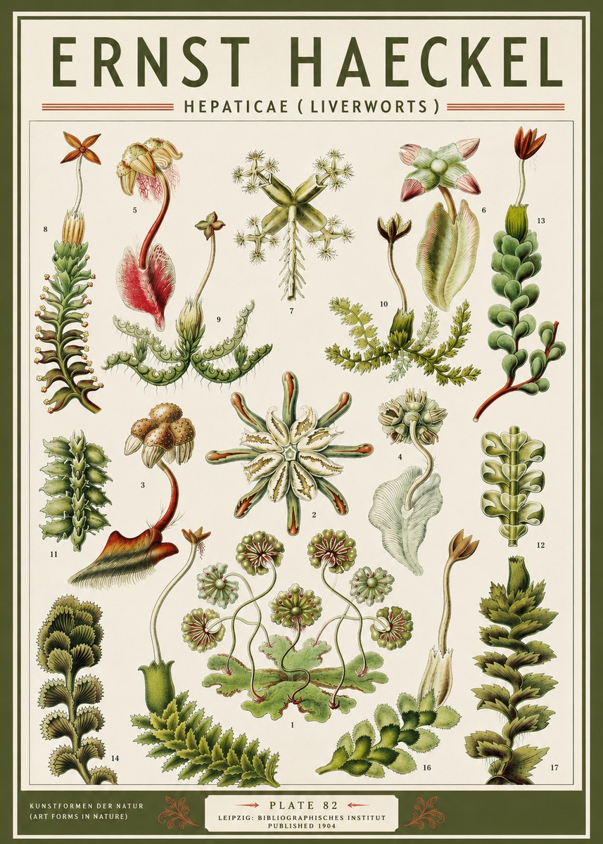 Ernst Haeckel Hepaticae (Liverworts) - Plate 82 No3 - Poster