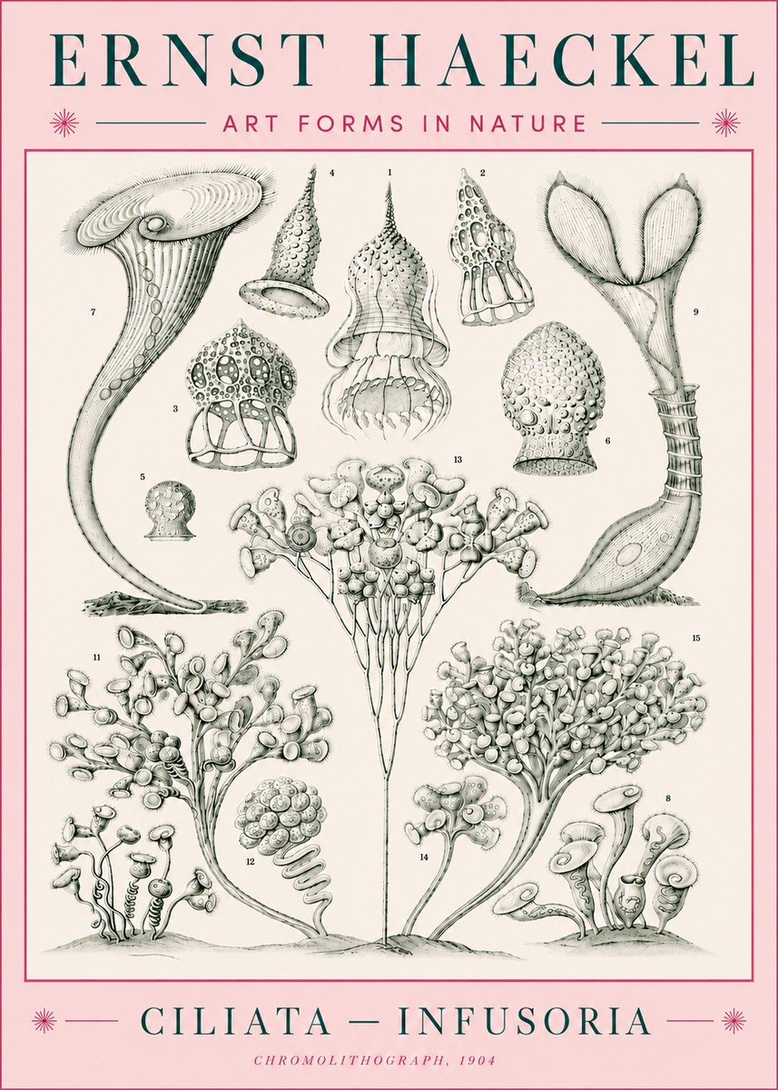 Ernst Haeckel Ciliata - Infusoria - Plate 3 No5 - Poster