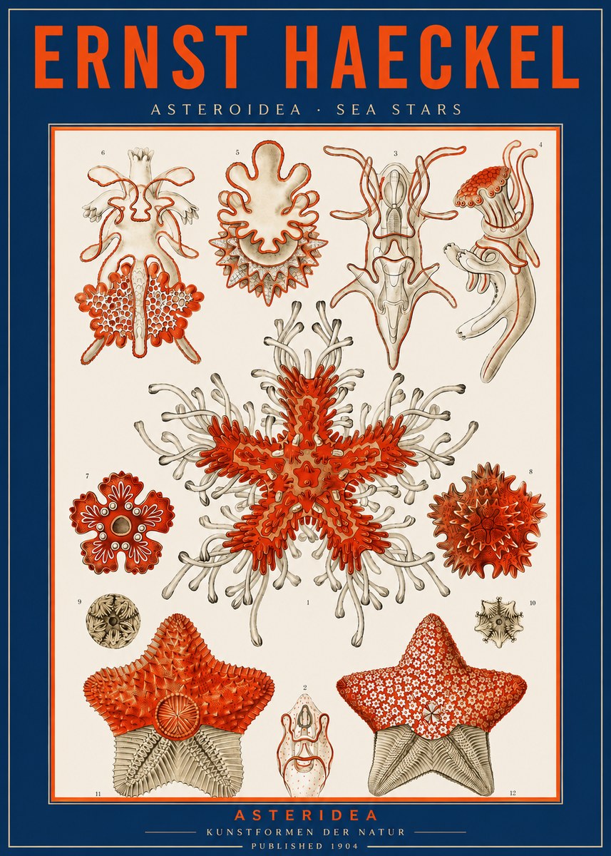 Ernst Haeckel Asteroidea. Sea Stars No2 - Poster