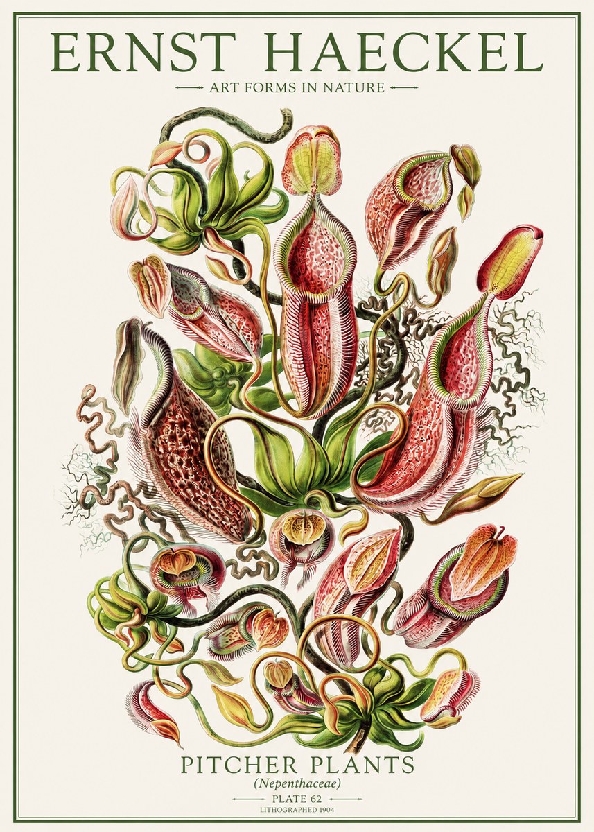 Ernst Haeckel Pitcher Plants No1 - Poster