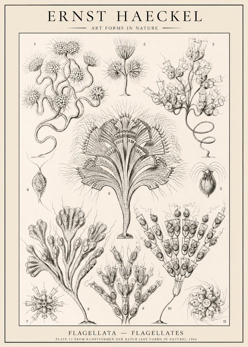Ernst Haeckel Flagellata - Flagellates No1 - Poster