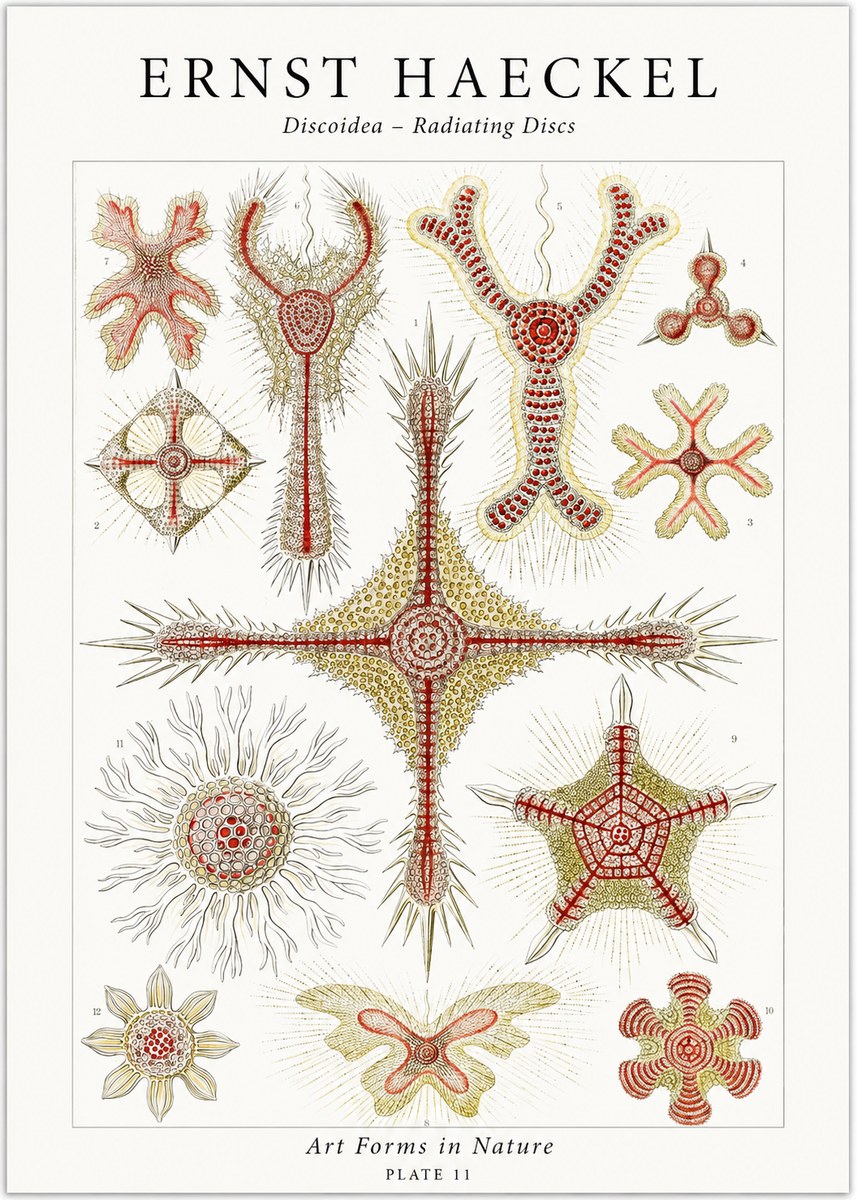 Ernst Haeckel Discoidea – Radiating Discs No1 - Poster