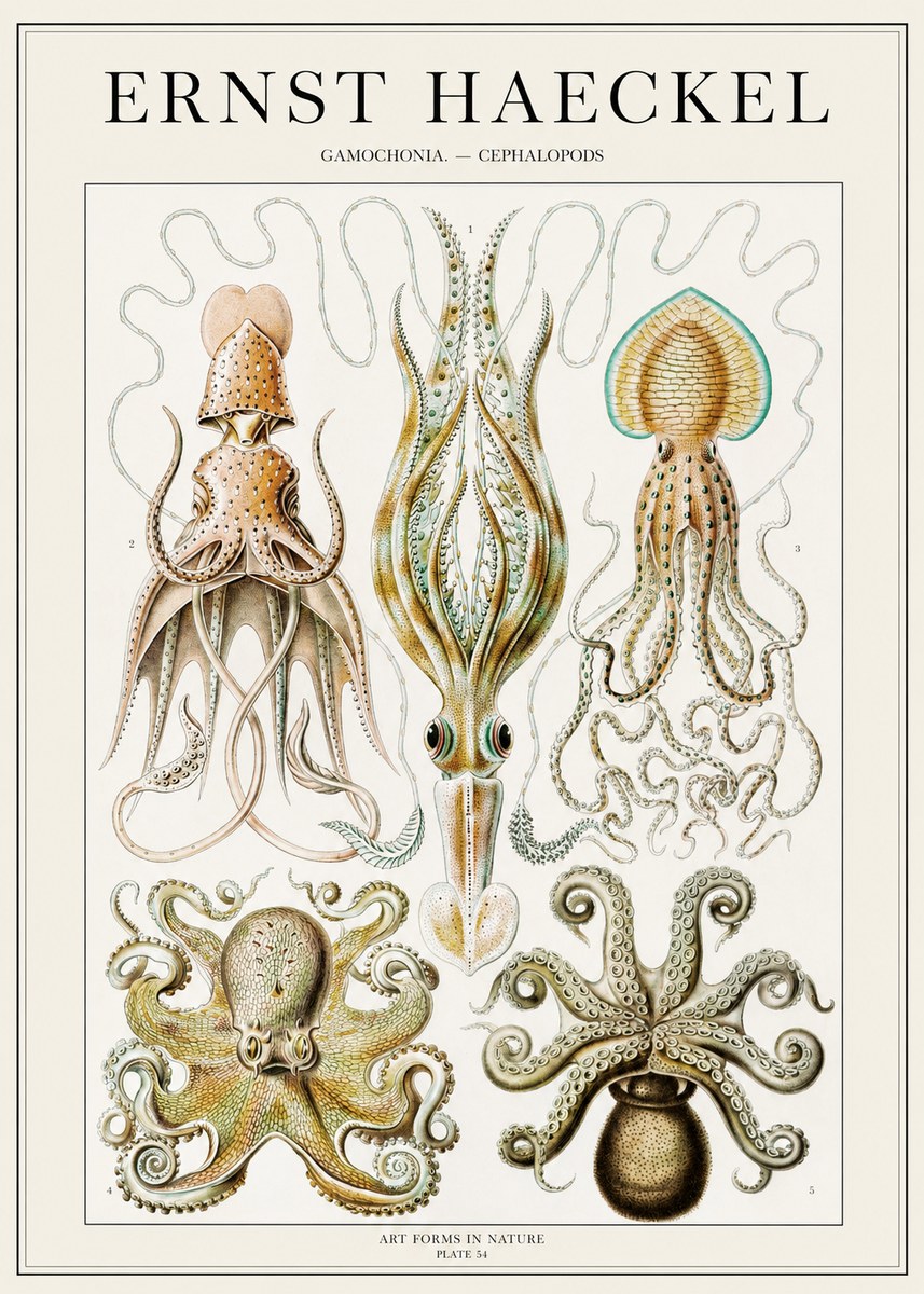 Ernst Haeckel Cephalopods Octopuses and Squid No2 - Poster