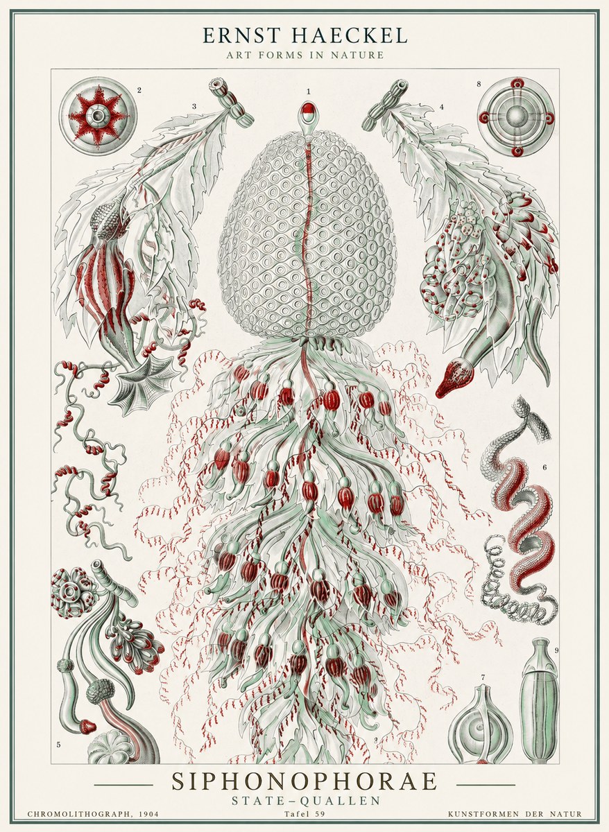 Ernst Haeckel Siphonophorae - State Colonies No2 - Poster
