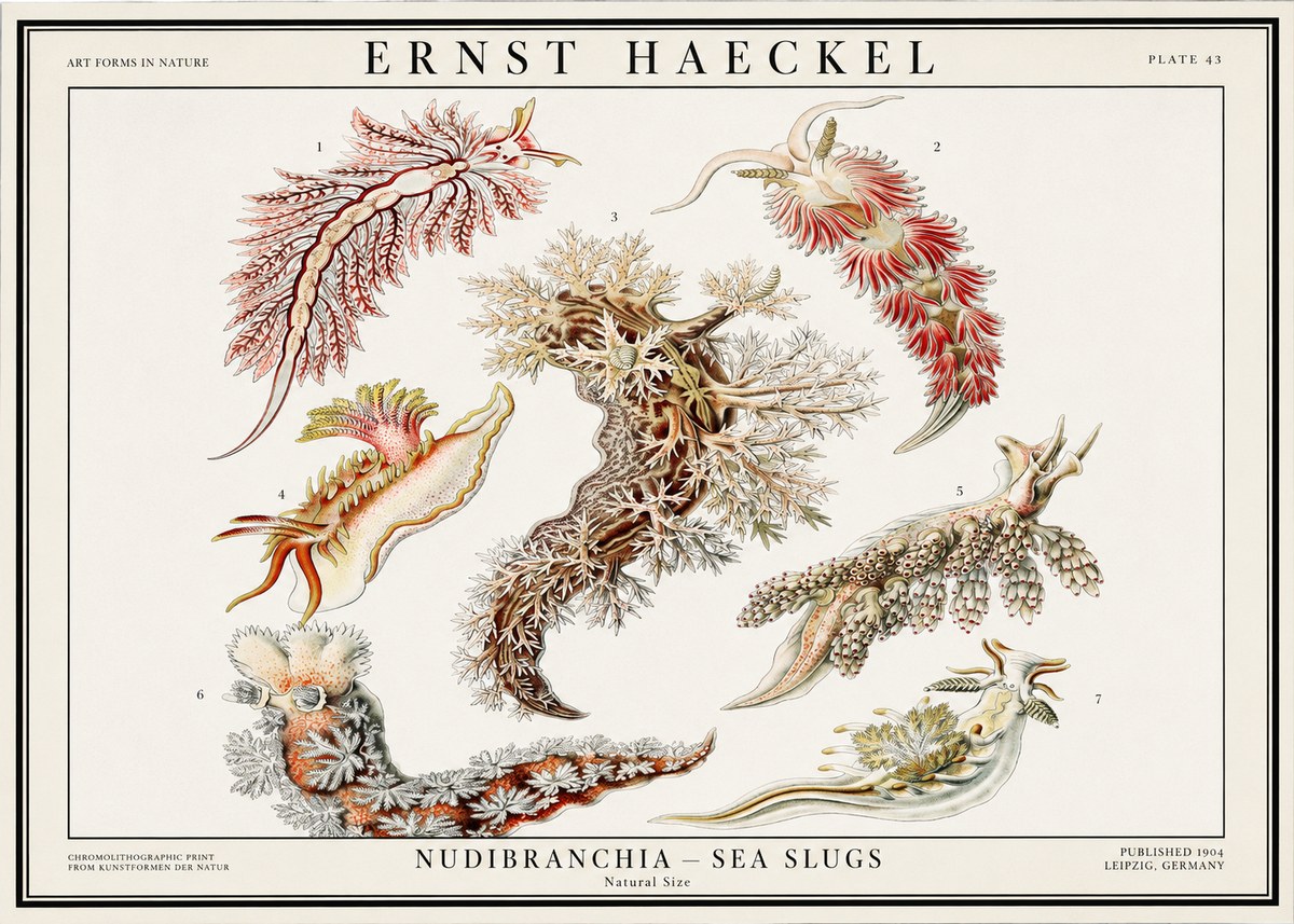 Ernst Haeckel Nudibranchia – Sea Slugs No1 - Poster
