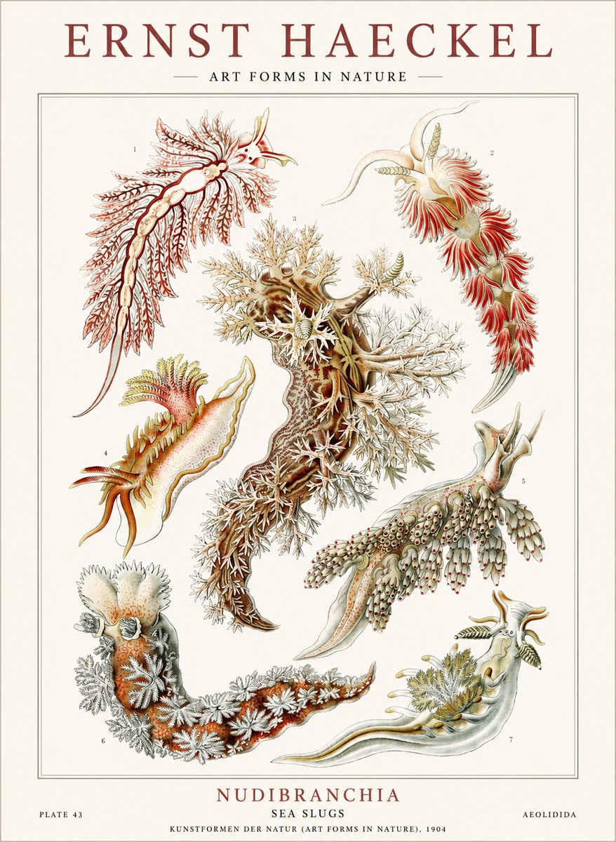 Ernst Haeckel Nudibranchia – Sea Slugs No4 - Poster