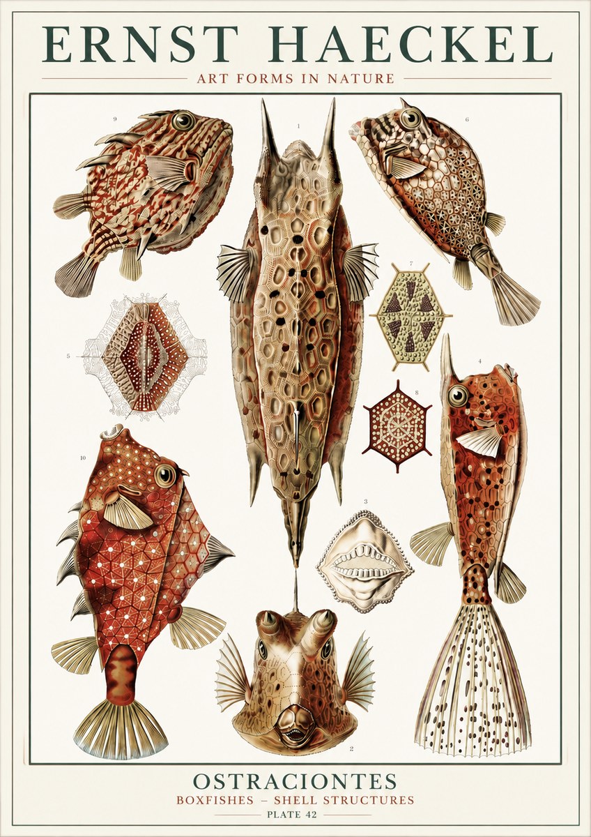Ernst Haeckel Ostracodes Crustacea No6 - Poster