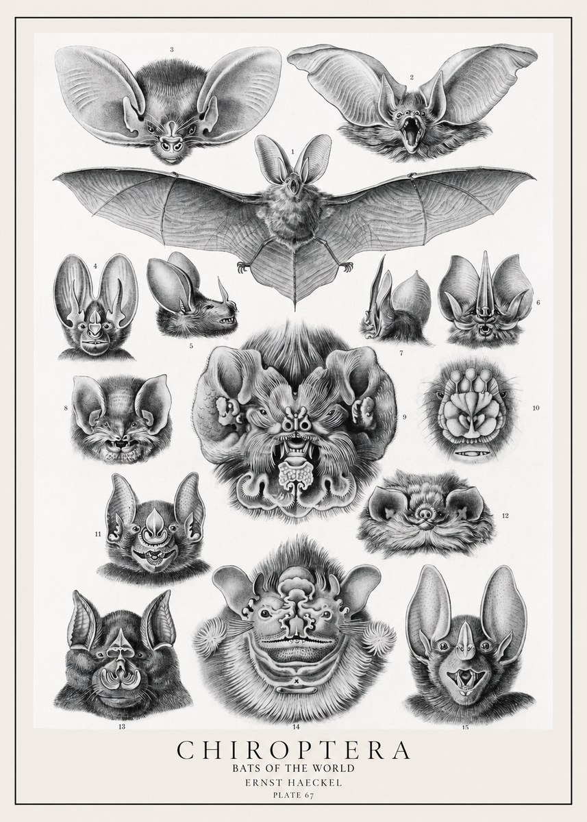 Ernst Haeckel Chiroptera Bats No2 - Poster