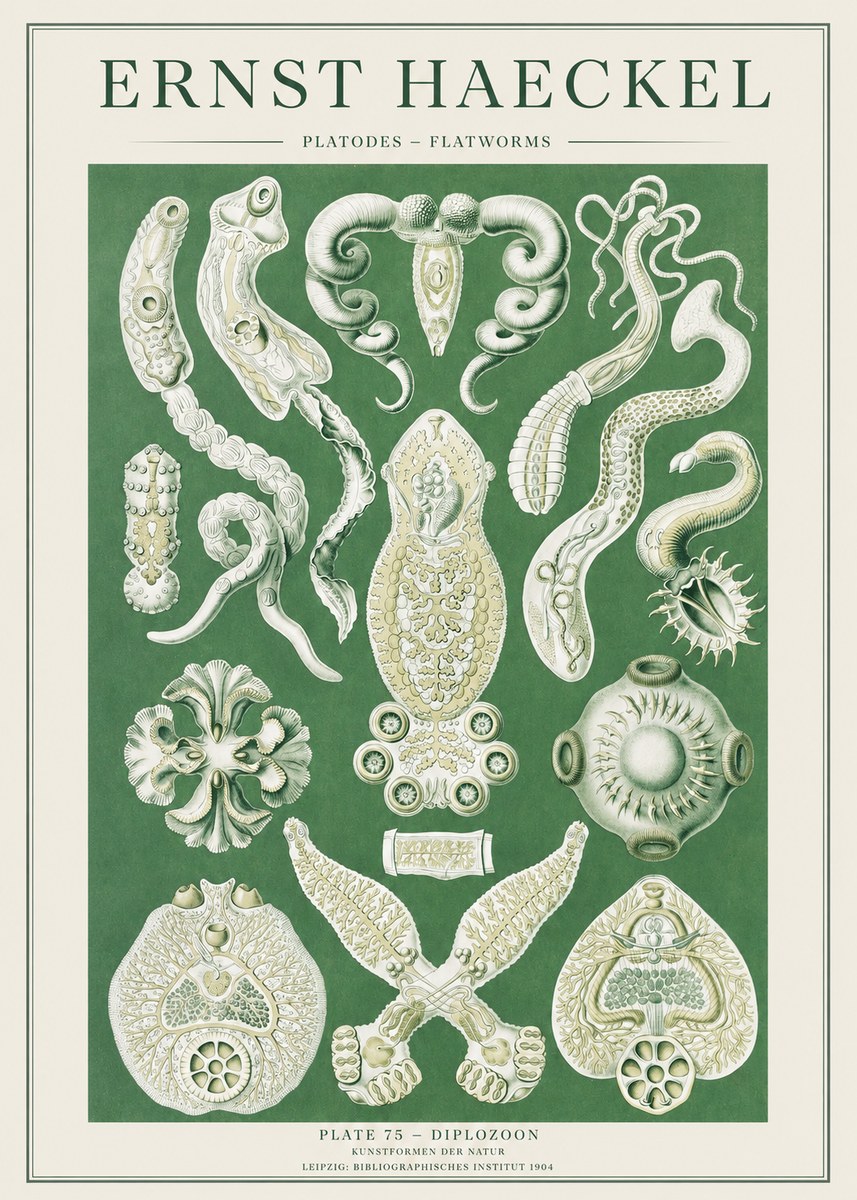 Ernst Haeckel Platodes – Flatworms No2 - Poster