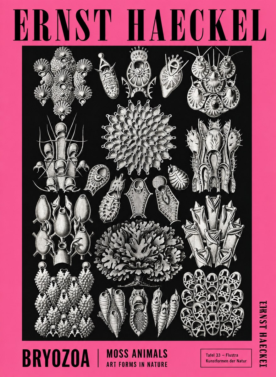 Ernst Haeckel Bryozoa No4 - Poster