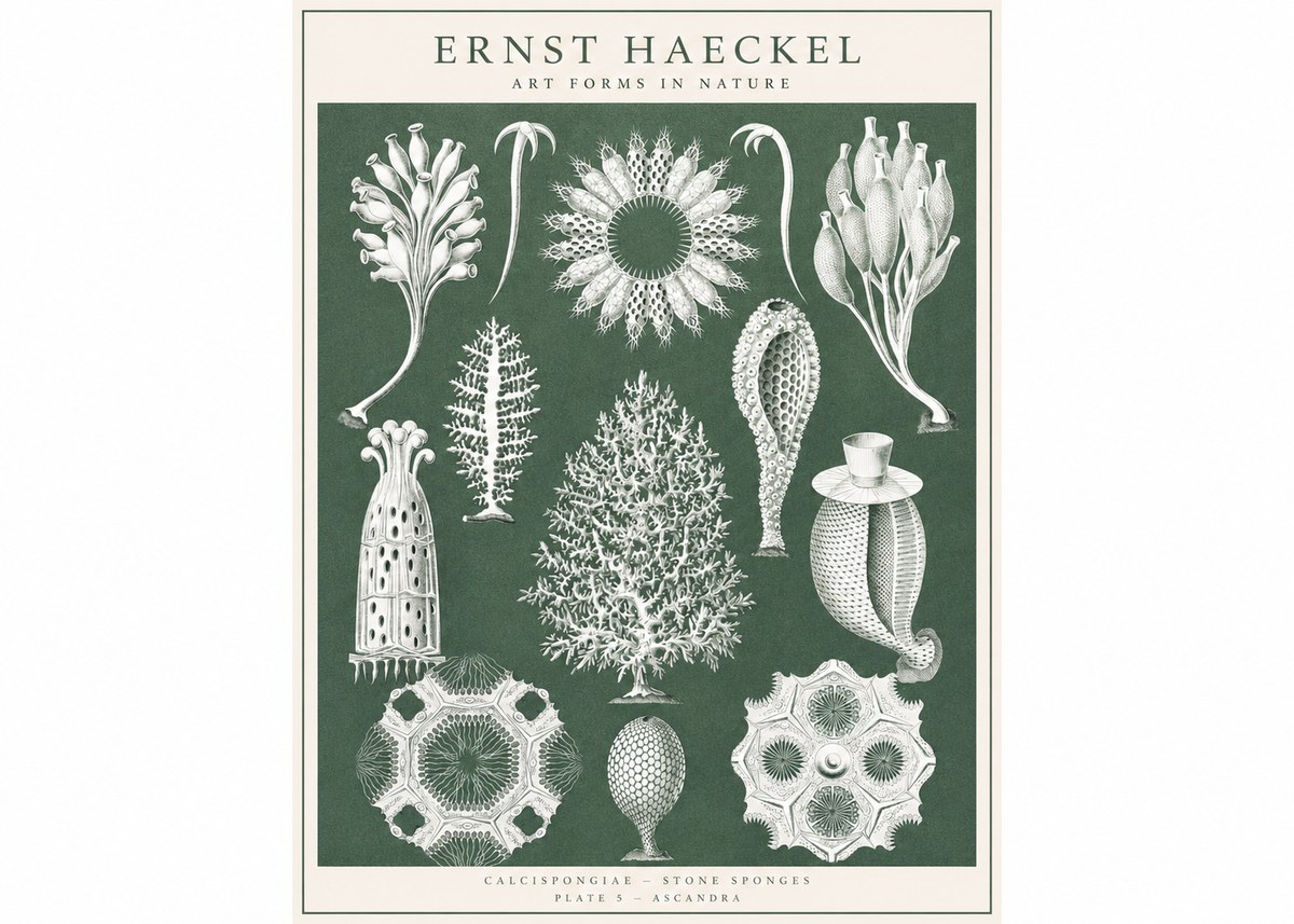 Ernst Haeckel Calcispongiae - Calcisponiges - Plate 5 - Asconia No3 - Poster