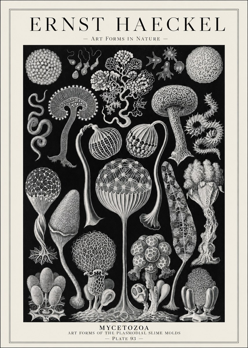 Ernst Haeckel Mycetozoa No1 - Poster