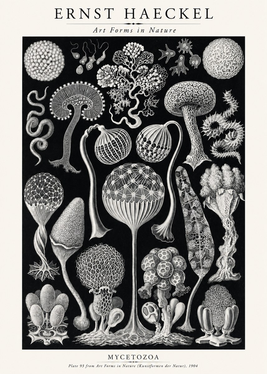 Ernst Haeckel Mycetozoa No2 - Poster