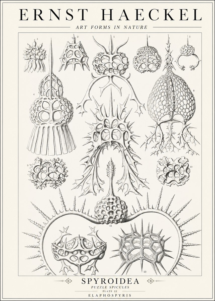 Ernst Haeckel Spyroidea - Puffball Radiolarians - Plate 22 No2 - Poster