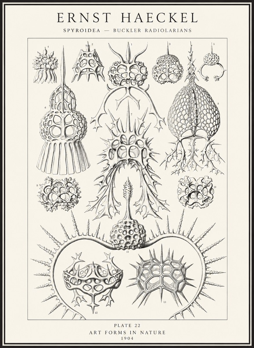Ernst Haeckel Spyroidea - Puffball Radiolarians - Plate 22 No4 - Poster