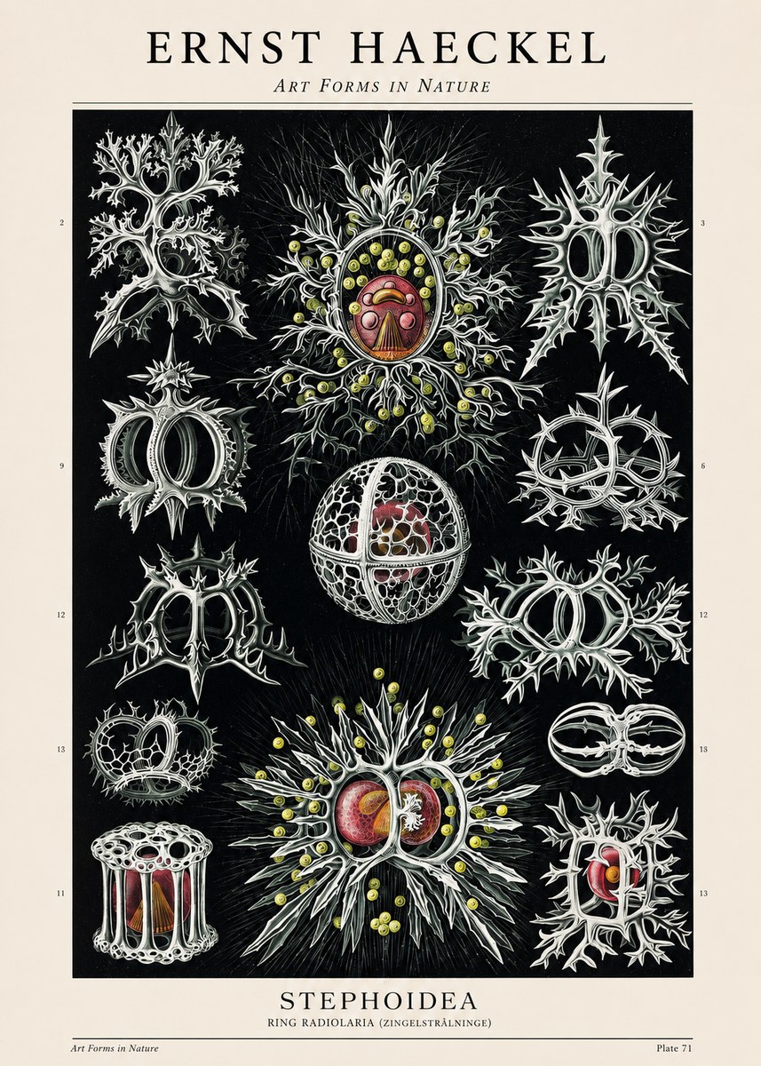 Ernst Haeckel Stephoidea No1 - Poster