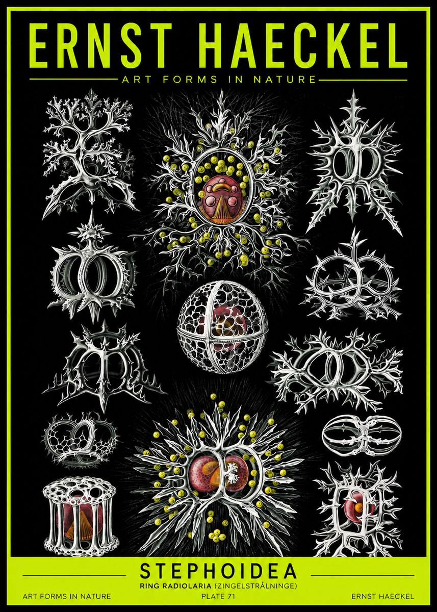Ernst Haeckel Stephoidea No2 - Poster