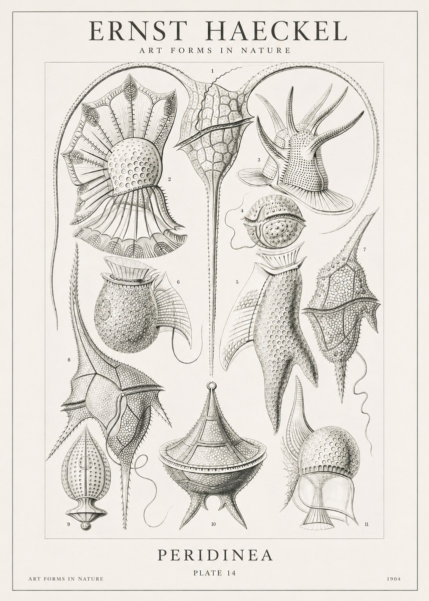 Ernst Haeckel Peridinea No1 - Poster