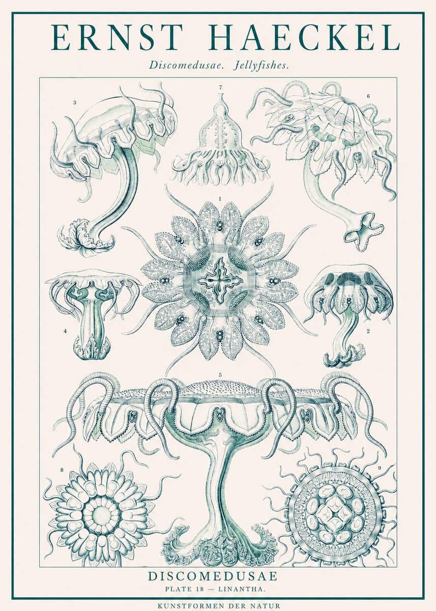 Ernst Haeckel Discomedusae. Jellyfishes. No1 - Poster